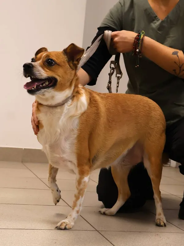 Znaleziono psa, Łódź, 3 listopada 2025 (4/4)