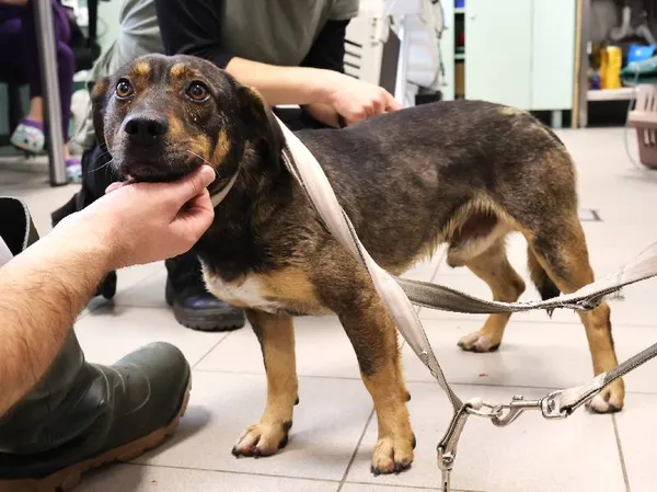 Znaleziono psa, Łódź, 2 listopada 2025 (1/5)