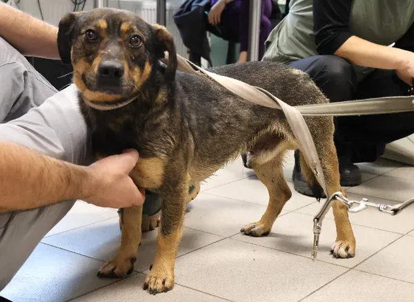 Znaleziono psa, Łódź, 2 listopada 2025 (4/5)