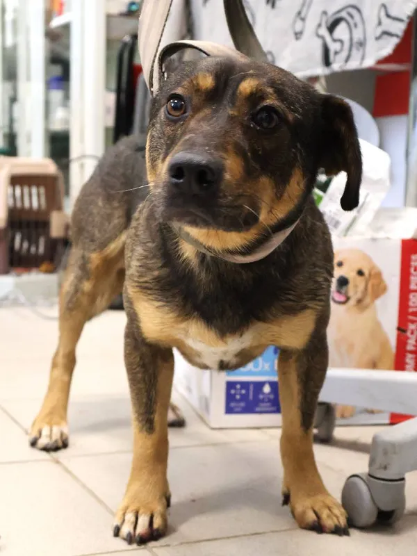 Znaleziono psa, Łódź, 2 listopada 2025 (5/5)