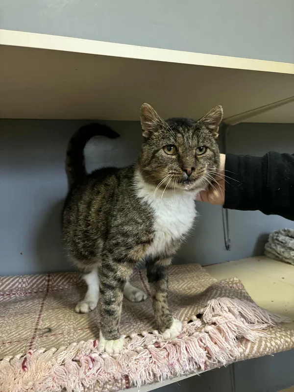 Kot do adopcji, Olsztyn, 14 października 2025 (1/4)