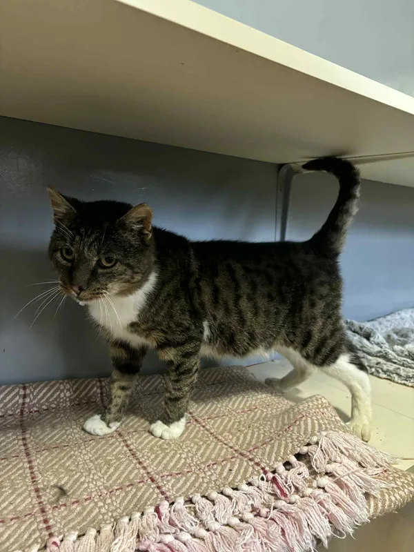 Kot do adopcji, Olsztyn, 14 października 2025 (3/4)