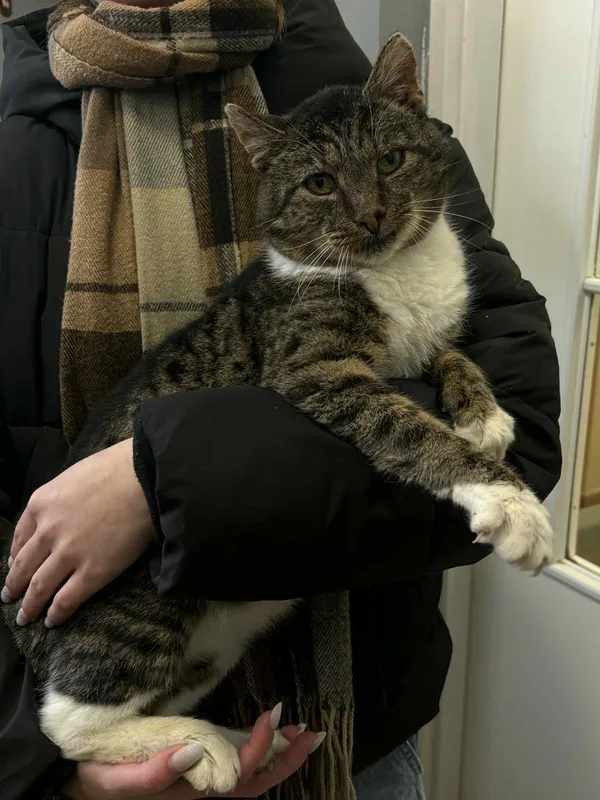 Kot do adopcji, Olsztyn, 14 października 2025 (1/5)