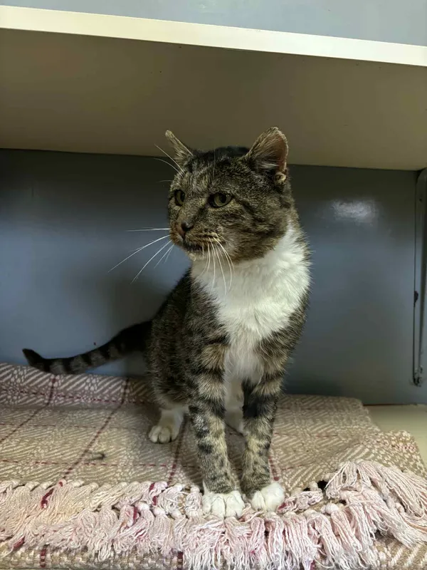 Kot do adopcji, Olsztyn, 14 października 2025 (3/5)