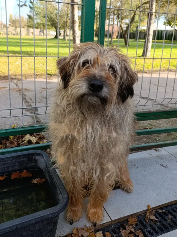 Pies do adopcji, Bełchatów, 8 sierpnia 2024 (1/5)