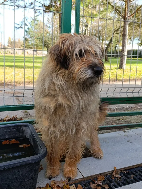 Pies do adopcji, Bełchatów, 8 sierpnia 2024 (2/5)