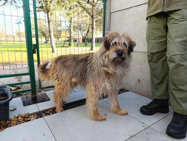 Pies do adopcji, Bełchatów, 8 sierpnia 2024 (3/5)