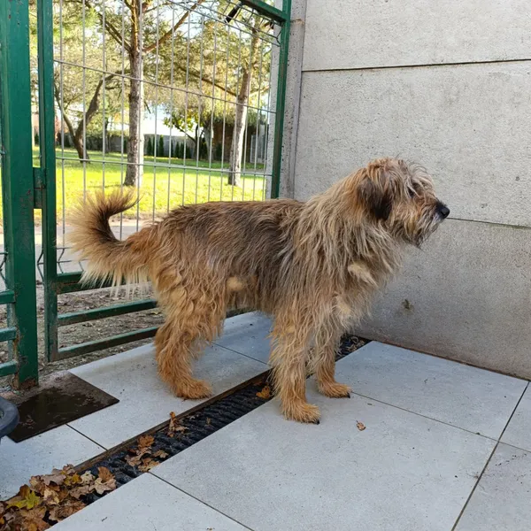 Pies do adopcji, Bełchatów, 8 sierpnia 2024 (4/5)