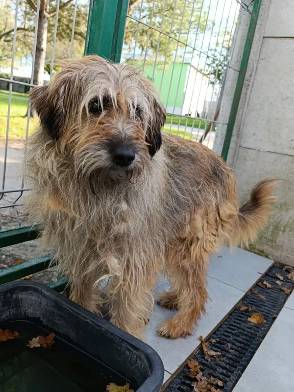 Pies do adopcji, Bełchatów, 8 sierpnia 2024 (5/5)