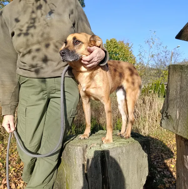 Pies do adopcji, Bełchatów, 17 sierpnia 2024 (1/5)