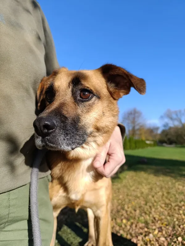 Pies do adopcji, Bełchatów, 17 sierpnia 2024 (3/5)