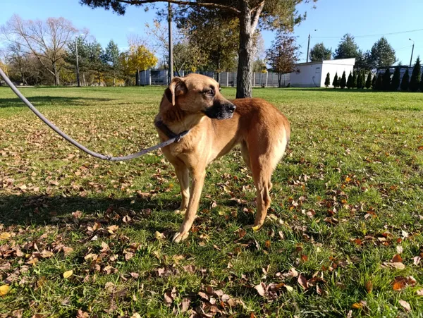 Pies do adopcji, Bełchatów, 17 sierpnia 2024 (4/5)