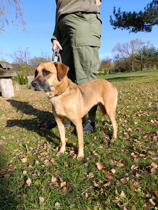 Pies do adopcji, Bełchatów, 17 sierpnia 2024 (5/5)