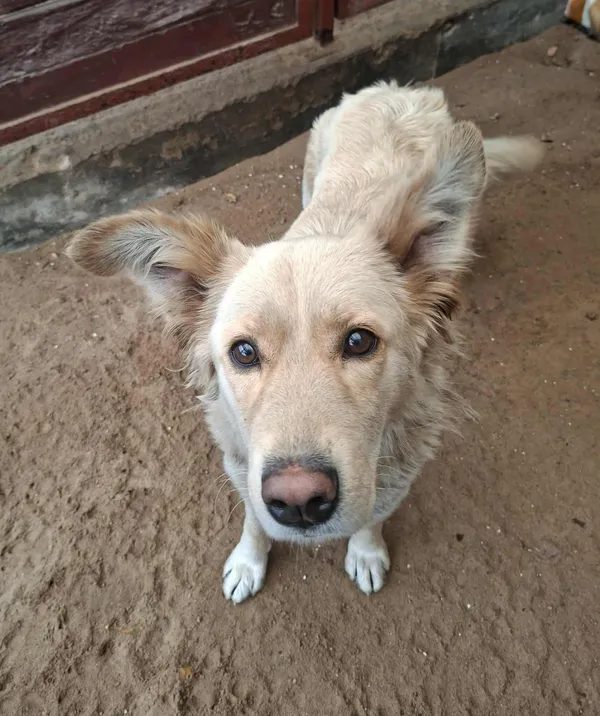 Znaleziono psa, Olsztyn, 1 listopada 2025