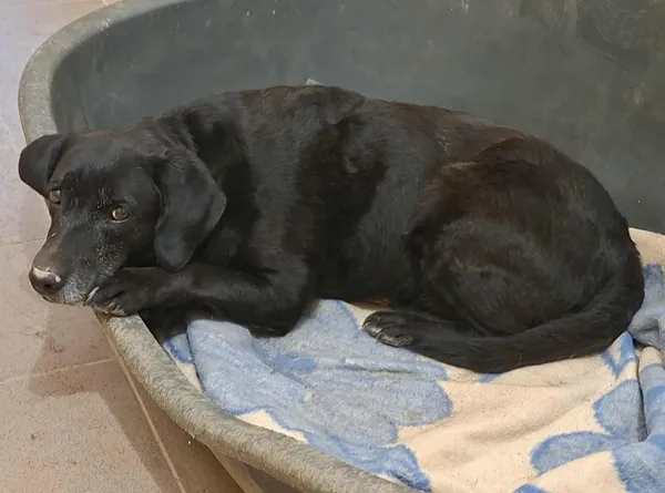 Znaleziono psa, Olsztyn, 1 listopada 2025