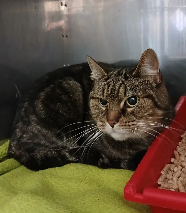 Znaleziono kota, Gdańsk, 1 listopada 2025