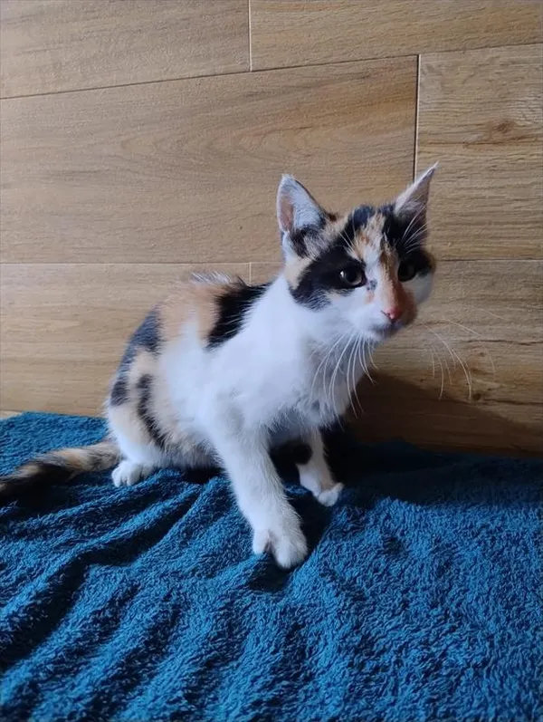 Kot do adopcji, Racibórz, 3 listopada 2025