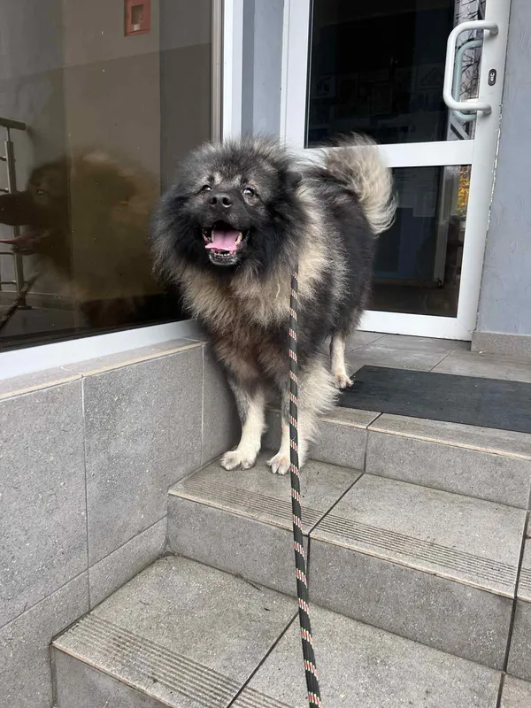 Pies do adopcji, Włocławek, 2 listopada 2025 (1/5)