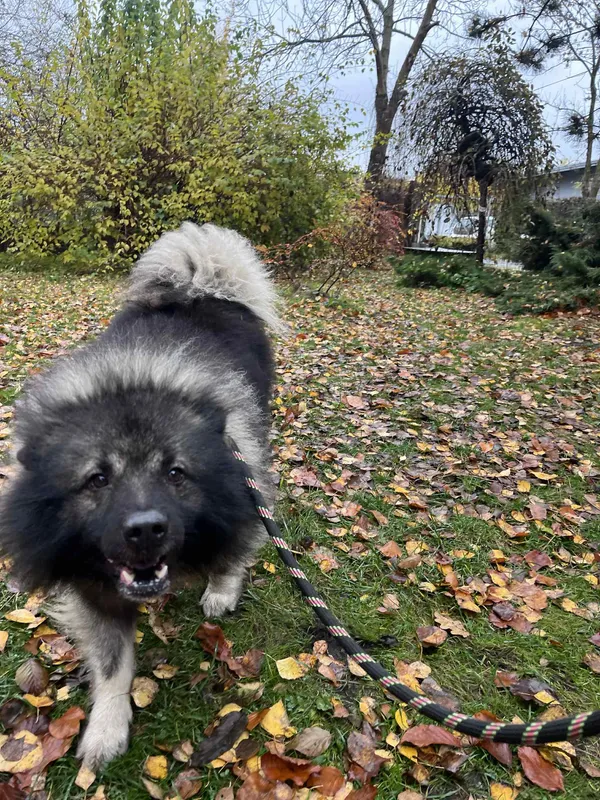 Pies do adopcji, Włocławek, 2 listopada 2025 (2/5)