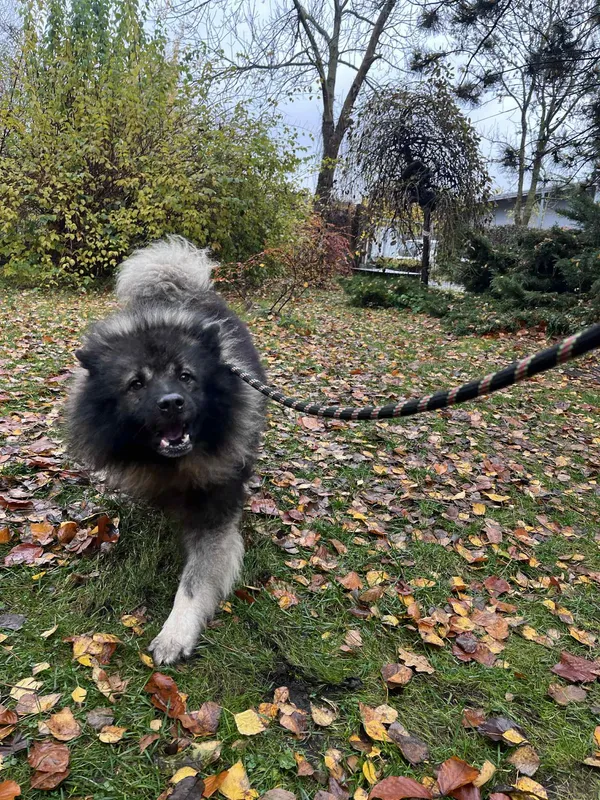 Pies do adopcji, Włocławek, 2 listopada 2025 (4/5)