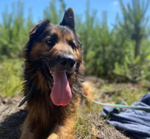 Pies do adopcji, Głowno, 18 października 2025 (1/5)