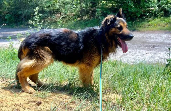 Pies do adopcji, Głowno, 18 października 2025 (3/5)