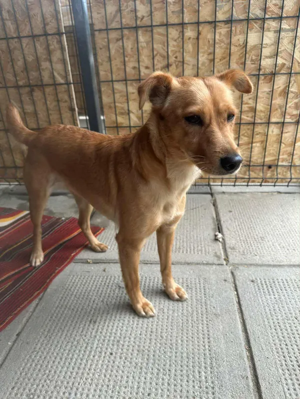 Pies do adopcji, Żywiec, 3 listopada 2025 (3/5)