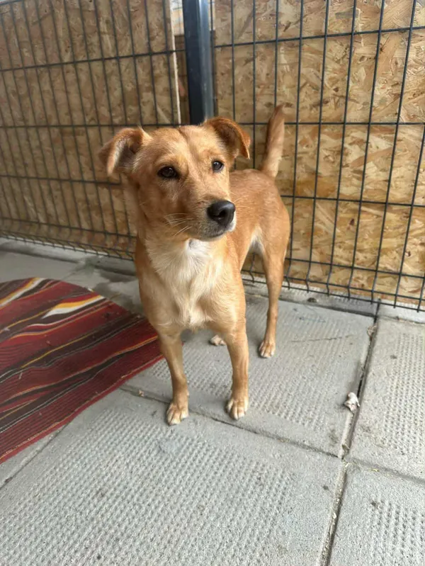 Pies do adopcji, Żywiec, 3 listopada 2025 (4/5)