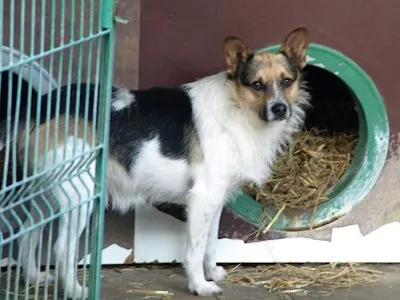 Pies do adopcji, Pabianice, 5 maja 2025 (1/5)