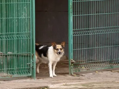 Pies do adopcji, Pabianice, 5 maja 2025 (2/5)