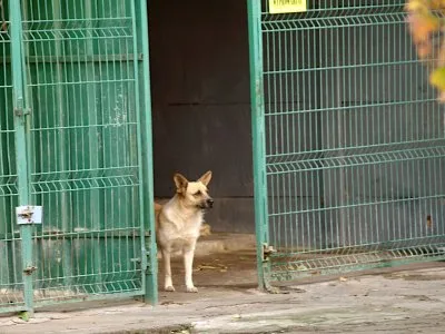Pies do adopcji, Pabianice, 5 maja 2025 (1/4)