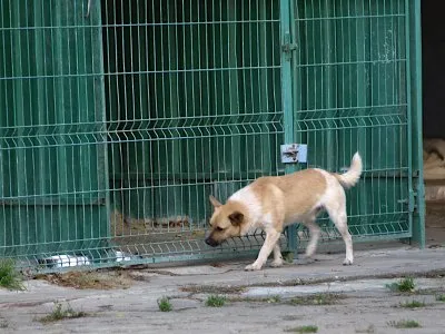 Pies do adopcji, Pabianice, 5 maja 2025 (2/4)