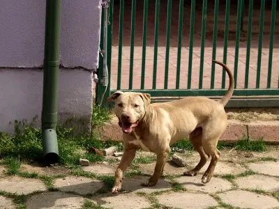 Pies do adopcji, Pabianice, 18 lutego 2025 (1/5)