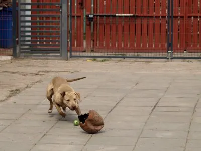 Pies do adopcji, Pabianice, 18 lutego 2025 (3/5)