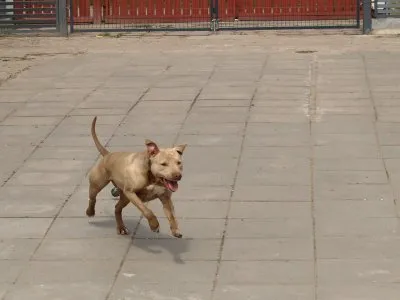 Pies do adopcji, Pabianice, 18 lutego 2025 (4/5)