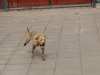 Pies do adopcji, Pabianice, 18 lutego 2025 (5/5)