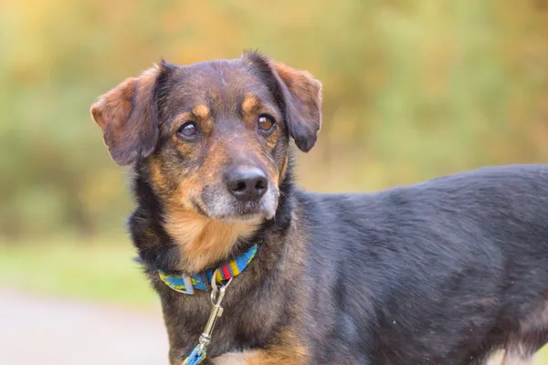 Pies do adopcji, Nowodwór, 3 listopada 2025 (4/5)