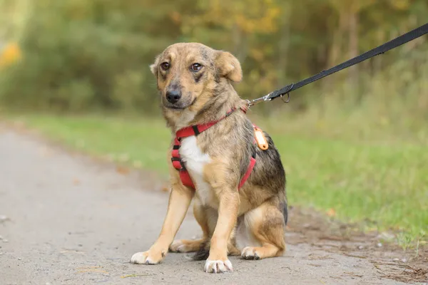 Pies do adopcji, Nowodwór, 3 listopada 2025 (2/5)