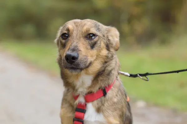 Pies do adopcji, Nowodwór, 3 listopada 2025 (3/5)