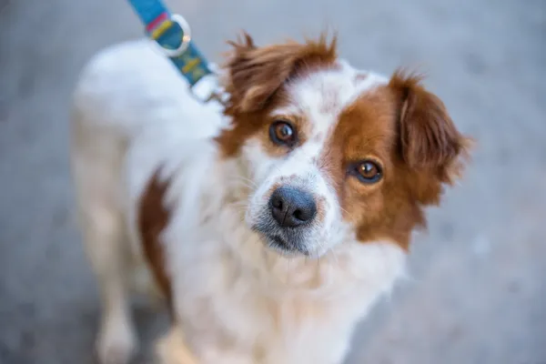 Pies do adopcji, Nowodwór, 3 listopada 2025 (3/5)