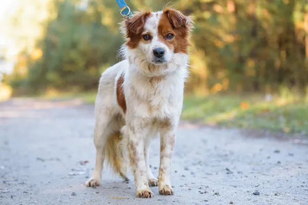 Pies do adopcji, Nowodwór, 3 listopada 2025 (5/5)