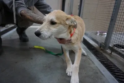 Pies do adopcji, Kraków, 20 października 2025