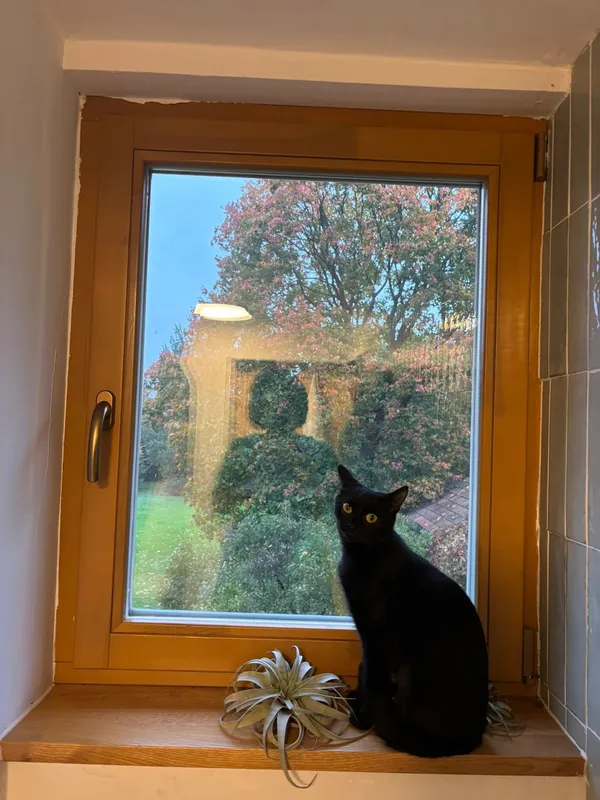 Zaginął kot, Kraków, Olsza, 4 listopada 2025 (2/2)