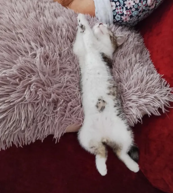 Zaginął kot, Wieruszów, 4 listopada 2025 (2/3)