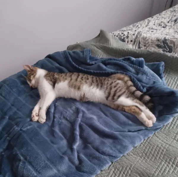 Zaginął kot, Wieruszów, 4 listopada 2025 (3/3)