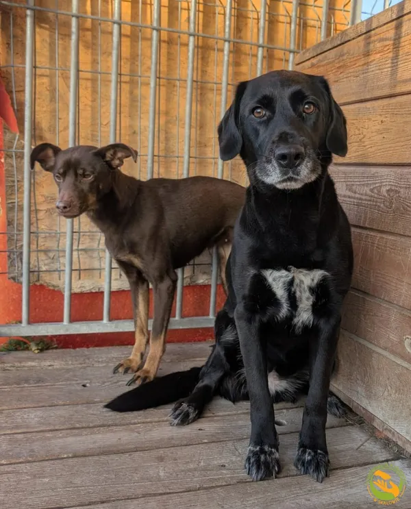 Znaleziono psa, Skałowo, 4 listopada 2025 (1/3)