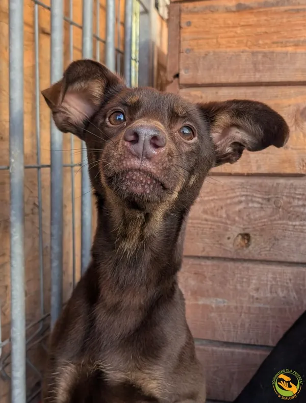 Znaleziono psa, Skałowo, 4 listopada 2025 (2/3)