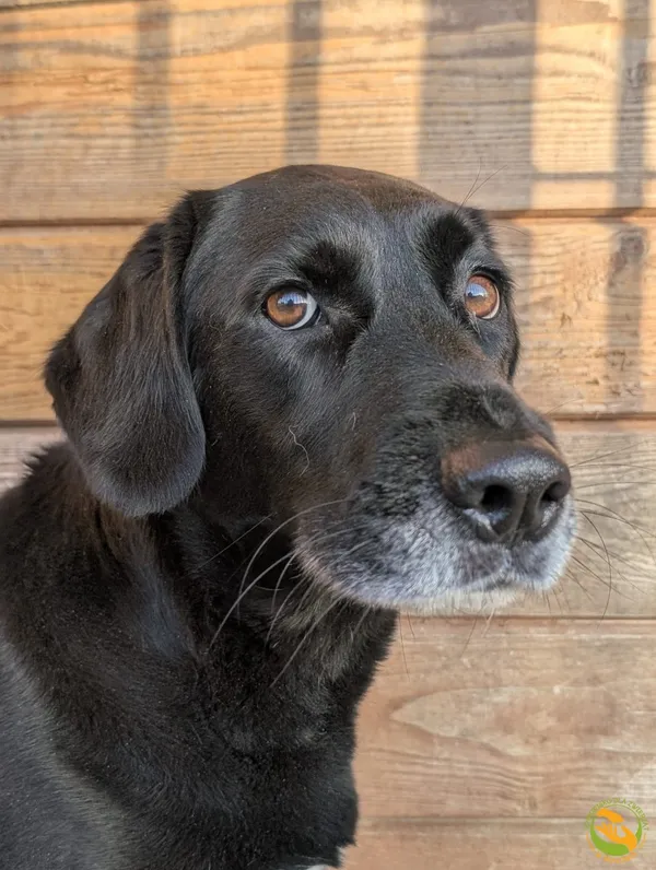 Znaleziono psa, Skałowo, 4 listopada 2025 (3/3)