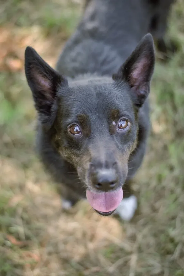 Pies do adopcji, Radom, 4 listopada 2025 (1/5)