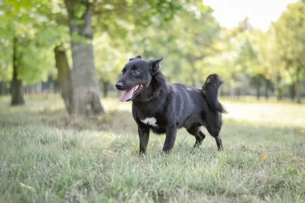 Pies do adopcji, Radom, 4 listopada 2025 (2/5)